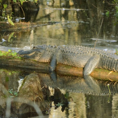 Gators in the Swamp
