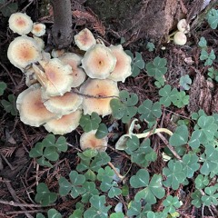 Pillow Talk w/ Lolo - Ep. 3 - Breathe Air