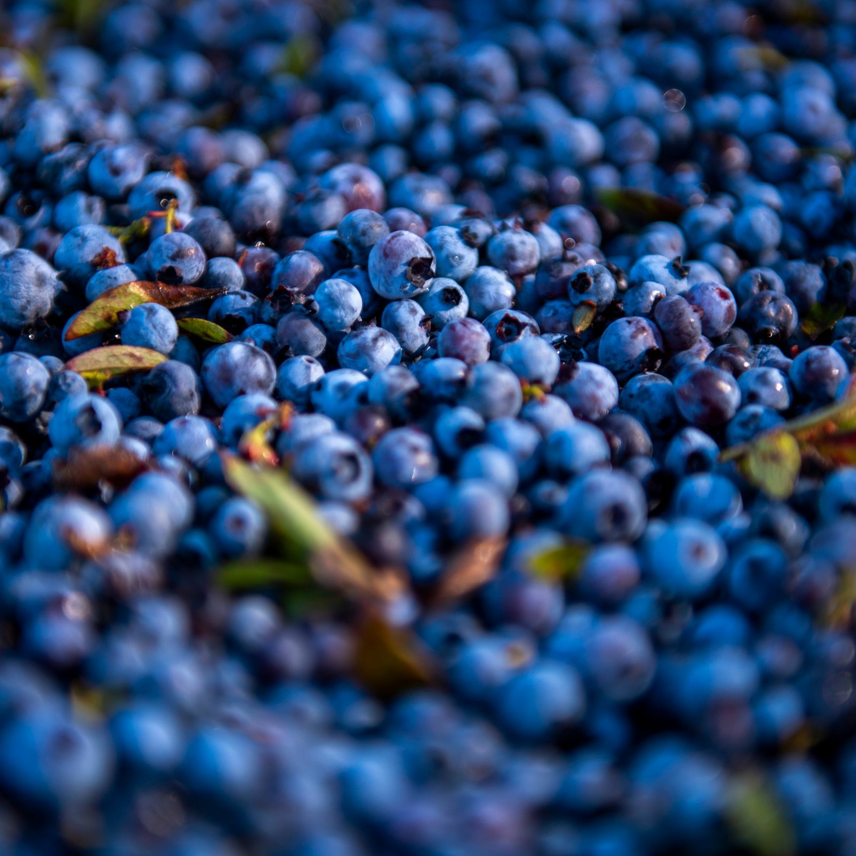What does the future look like for Maine's wild blueberries? episode artwork