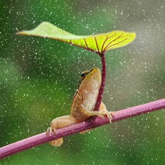 Two Plants In Rain