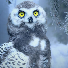 [Free BGM] Morning Snowfields