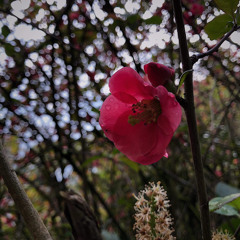 I Can't Dream (prod. bloom)