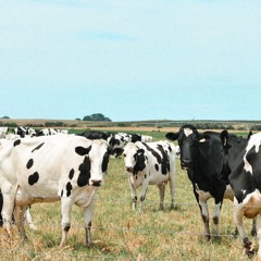 bovine