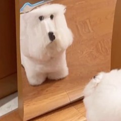 just looking