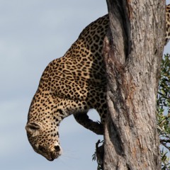 Hunter