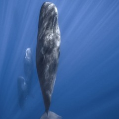 240705 When Whales Dream Of Flight