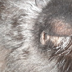 I Think I Need A New Heart (MF cover)