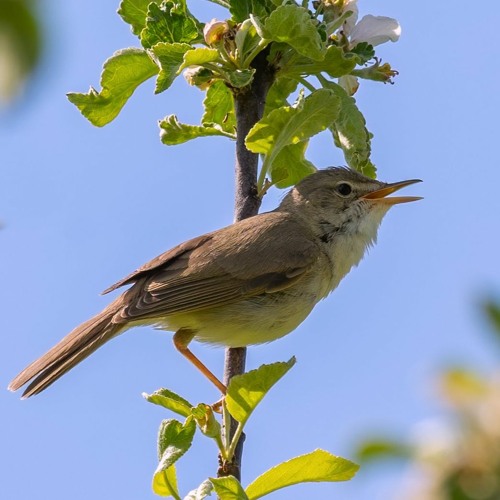 Blyth's Reed Warbler