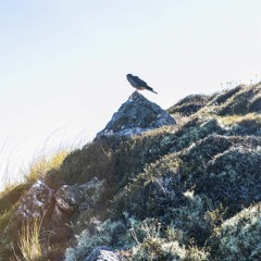 Inhabiting the Pause as a Pointer back to your True Nature