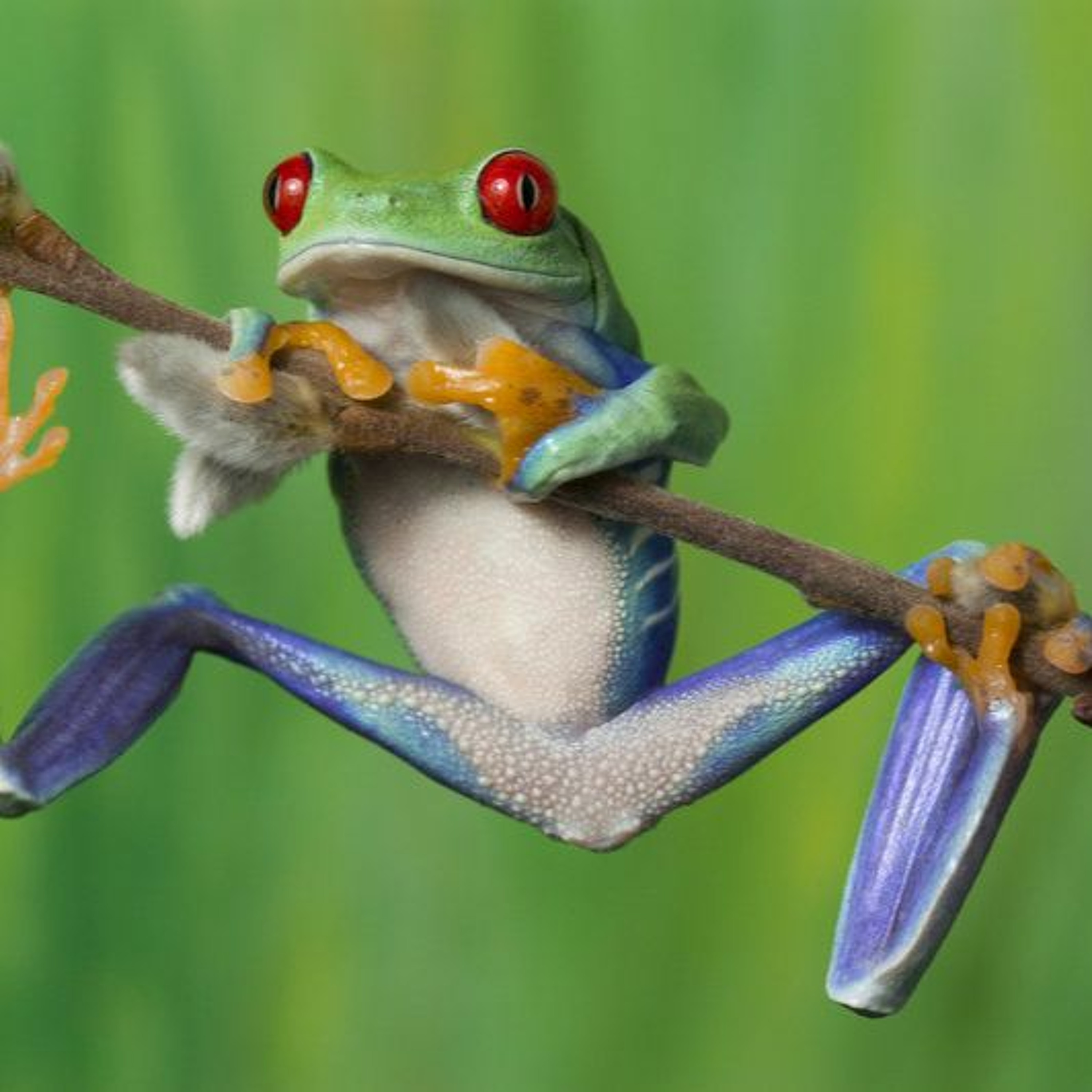 Your Mindful Coach