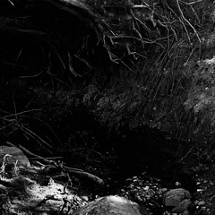 Within the Murky Hollow