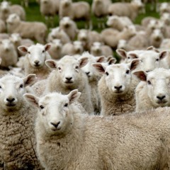 Herd Mentality (Demo)