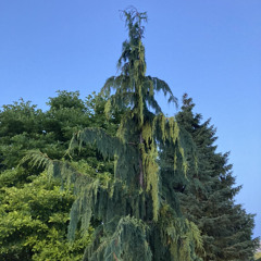 ONE PINCH TO PISS OFF THE GRINCH