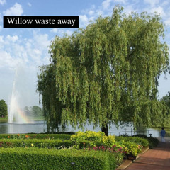 Willow waste away (Accoustic)