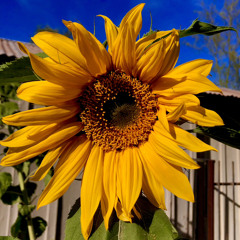 Dingle Dangle Morning - 12/24/22, 3.57 PM.mp3