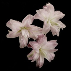 psitrance !!! - psiangel SLOWED + REVERB + BEST PART