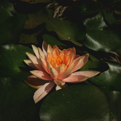 syndae - episode 754