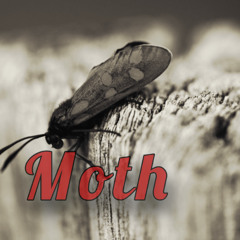 Moth