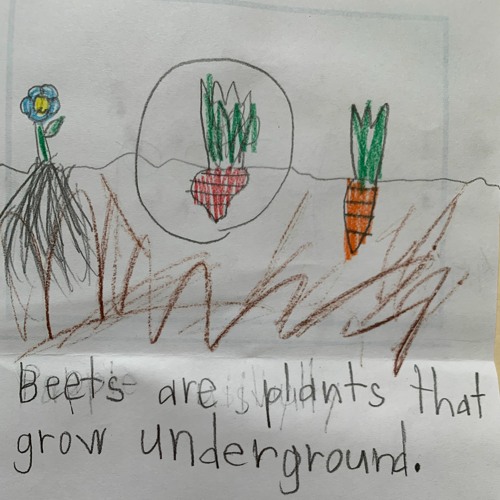 Stream Seann Ives Listen To Beets Are Plants That Grow Underground stream-seann-ives-listen-to-beets-are-plants-that-grow-underground