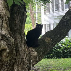 little kitty, big meow