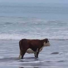 xin được ước - hnhngan (cover)