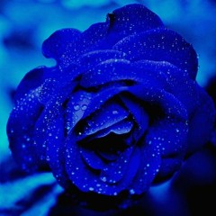 blue roses