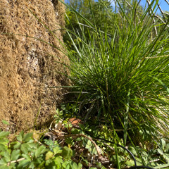 Soil mic under oaktree