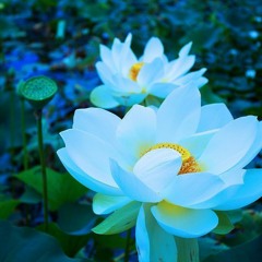 rinascimento (White Lotus) / Campeòn del Mundo