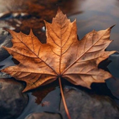 Dead Leaf