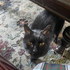 My cat Obi :)