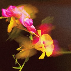 HOT CHOSE - RADIO SOFA