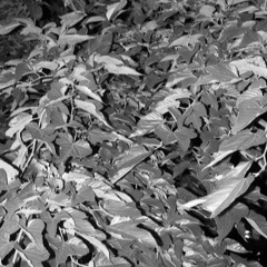 SAATANS KVINNA #24 (11/12/20)