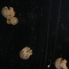 Weird Fishes/ Arpeggi (Radiohead Cover)