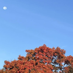 Autumn thoughts like leaves falling