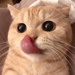 từ thích thích thành thương thương amee cover - from lyk lyk to luv luv cover