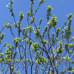 Enlighten Mint