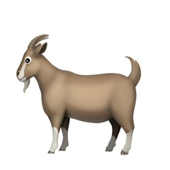 aira, maury north - tarantola