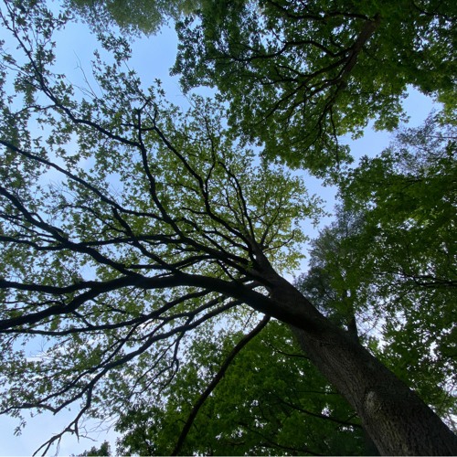 Under the Trees