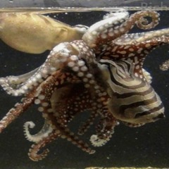 Aftertheparty - Take Two (Fat Drunk Kick Remix)