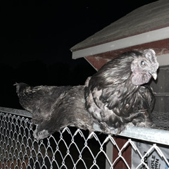 fuck it let’s make a suicide pact (ft. i wanna be mesmerizing to you, i’m secretly a ghost)