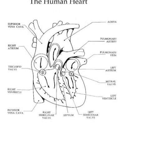 Stream The Circulatory System Worksheet Answer Key EXCLUSIVE from Beth
