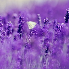Forbidden Colours