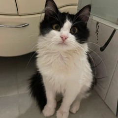 CUPSIZE - мама я дурак для дураков (сниппет)