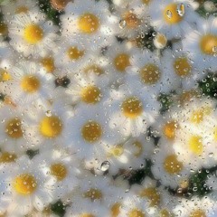 The moon will sing ~ cover ~  {Tala}