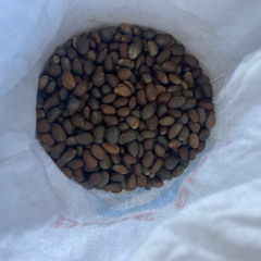 Two Sheep Apart(raw demo)