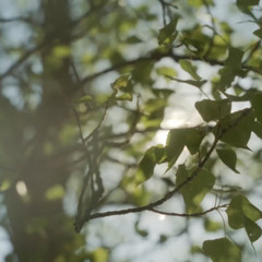 世界赠予我的( My gifts from the world )