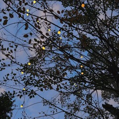 野草与栀子花