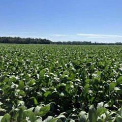 The State of Agriculture in Northwest Florida