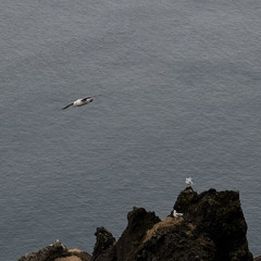 ef þú værir árstíð þá væriru vor