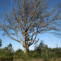 Ambiance autour  du Hêtre de Ponthus, forêt de Brocéliande, le 16 avril 2023